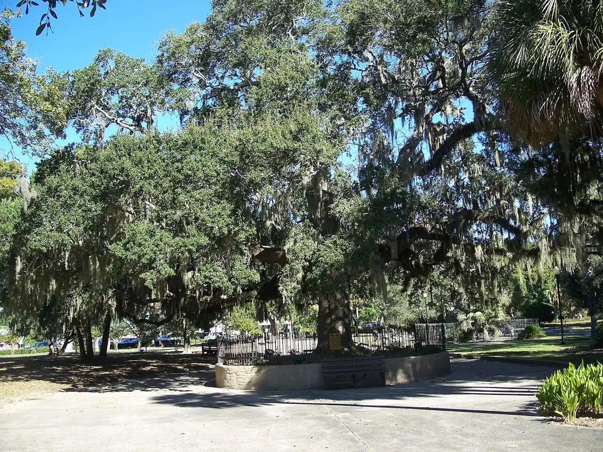 The Old Sentry oak in Panama City's St. Andrews neighborhood.
