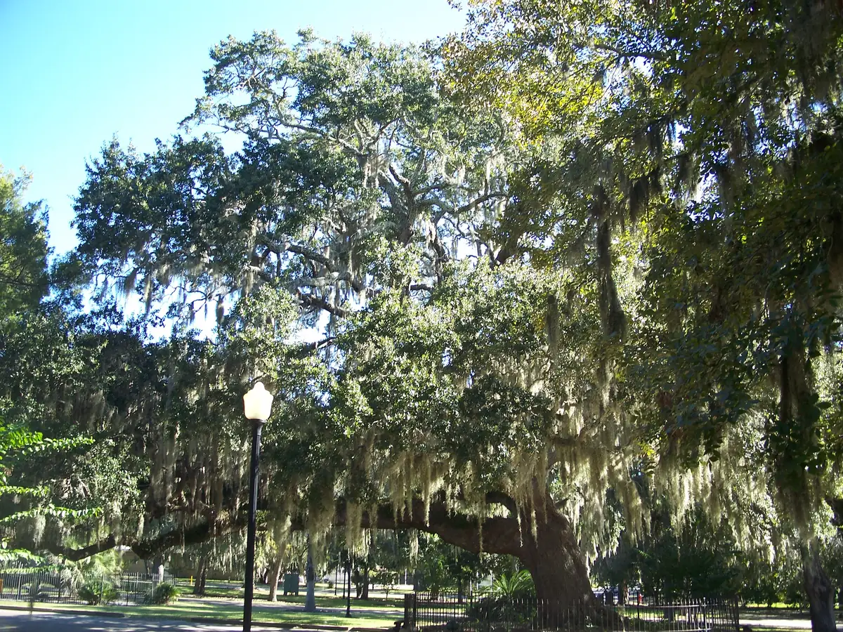 The Old Sentry oak in Panama City's St. Andrews neighborhood.